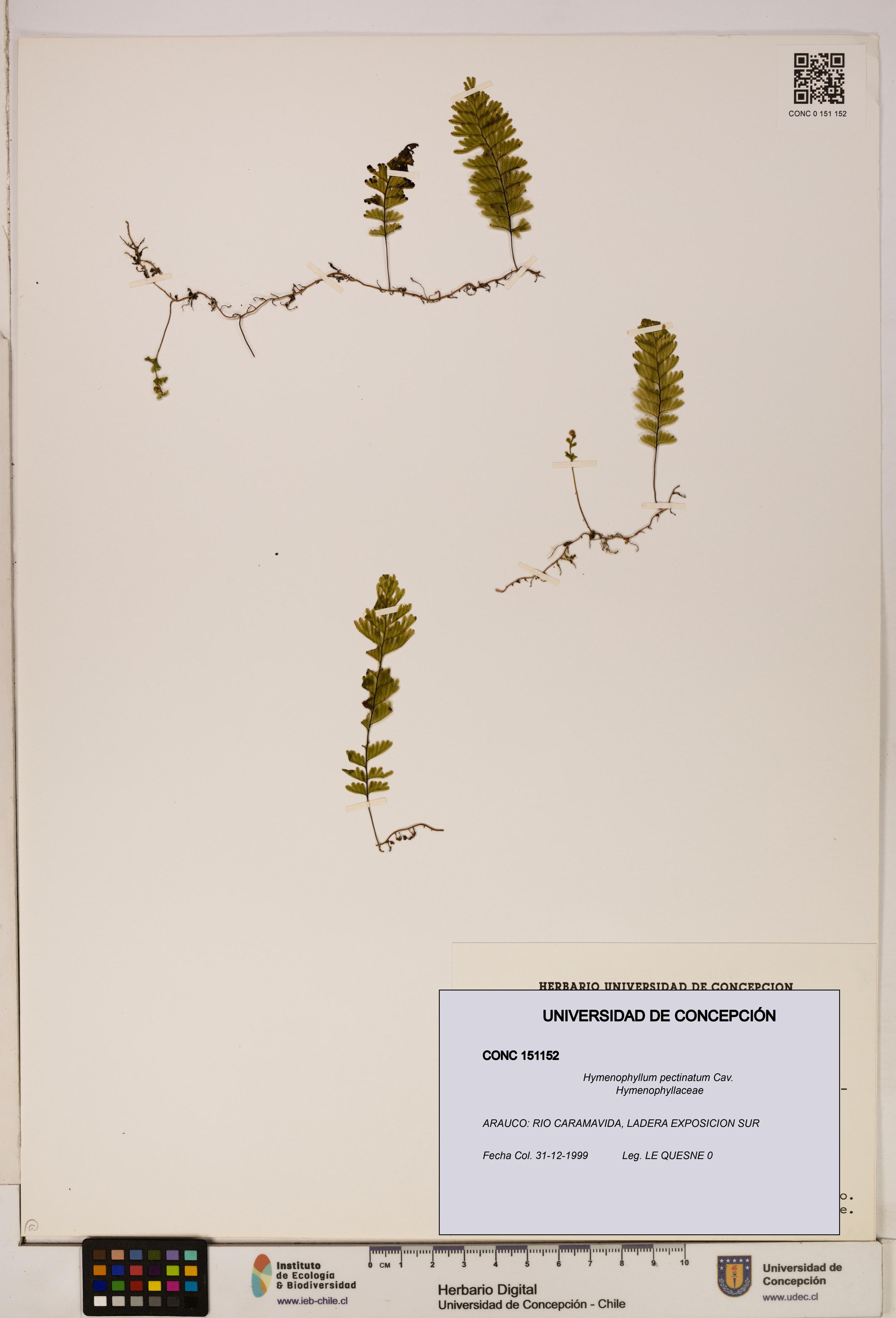 Hymenophyllum pectinatum [Espécimen: ]