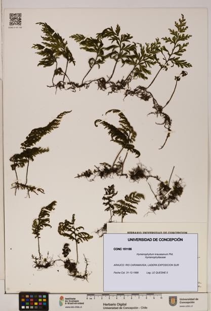 Hymenophyllum krauseanum [Espécimen: ]