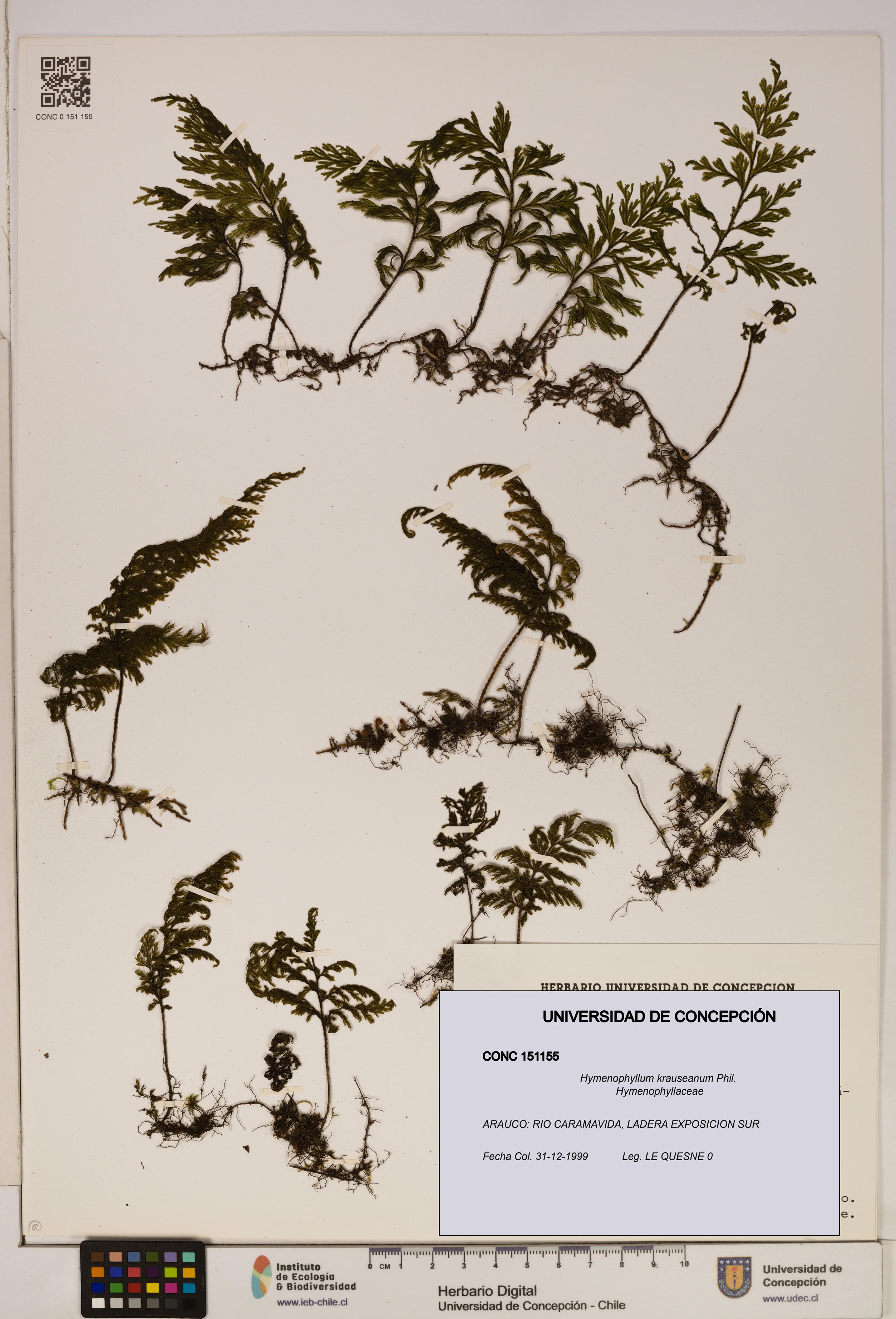 Hymenophyllum krauseanum [Espécimen: ]