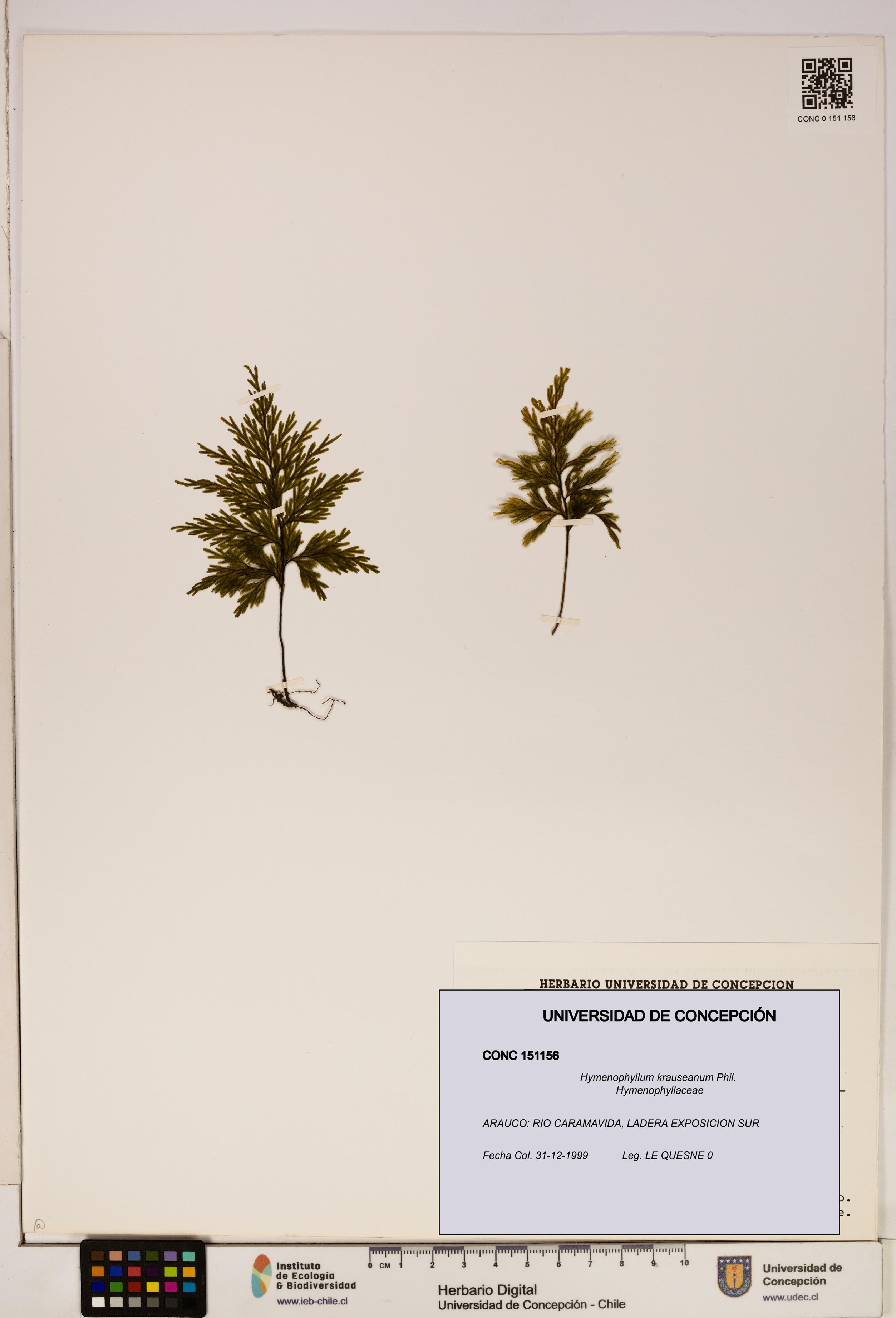 Hymenophyllum krauseanum [Espécimen: ]