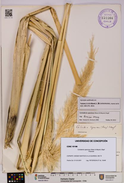Cortaderia speciosa [Espécimen: UDEC:CONC:0151166]