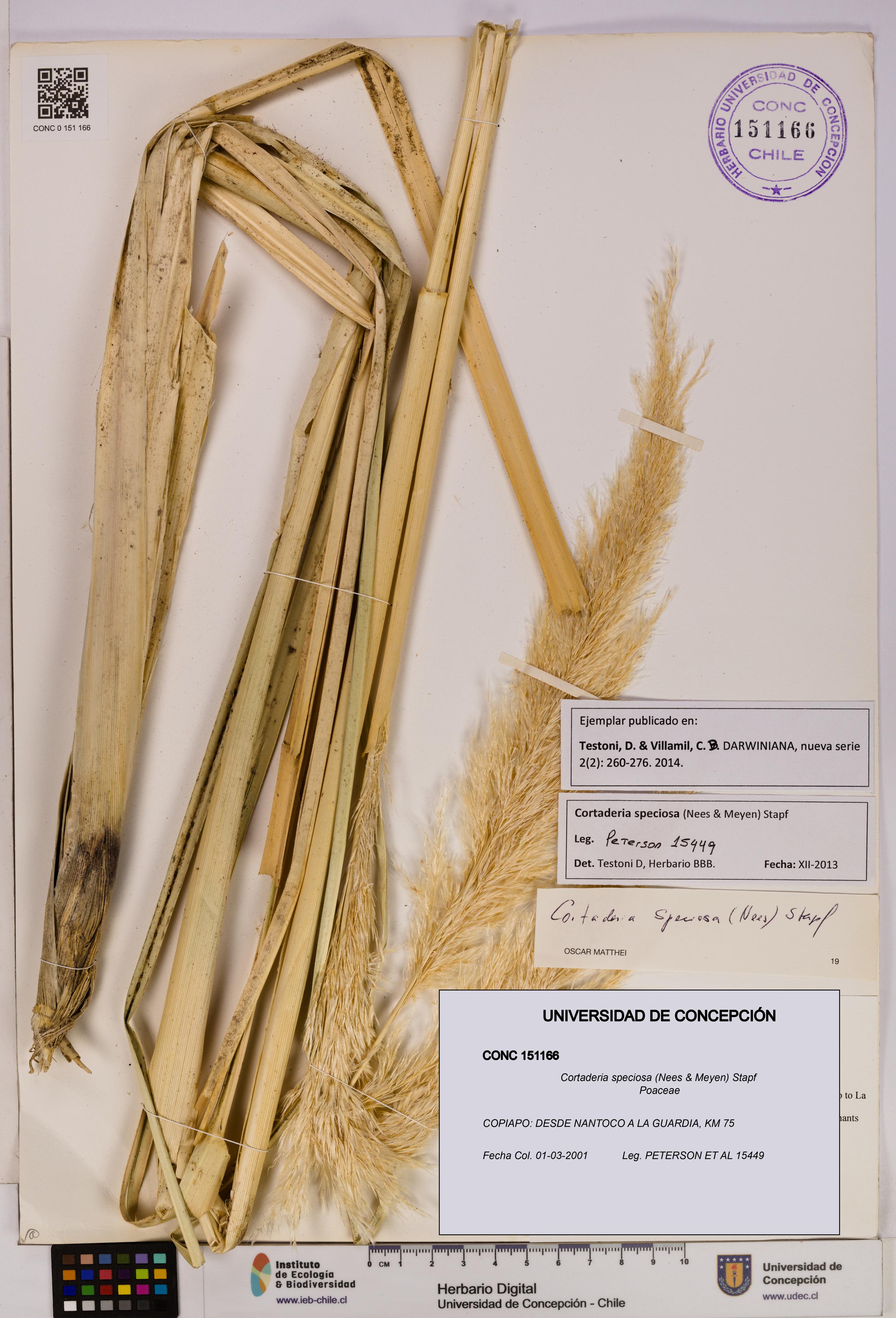 Cortaderia speciosa [Espécimen: UDEC:CONC:0151166]