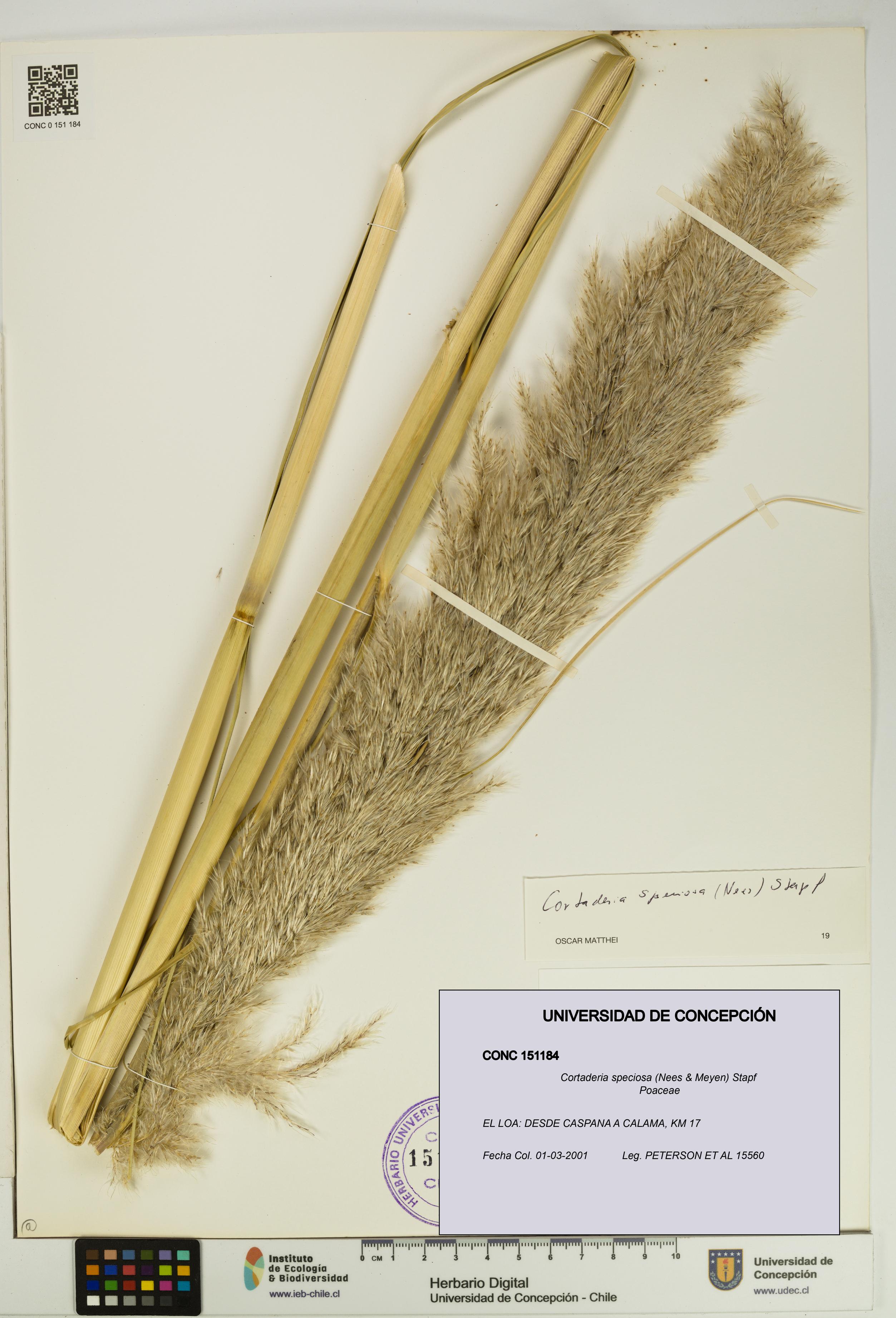 Cortaderia speciosa [Espécimen: UDEC:CONC:0151184]