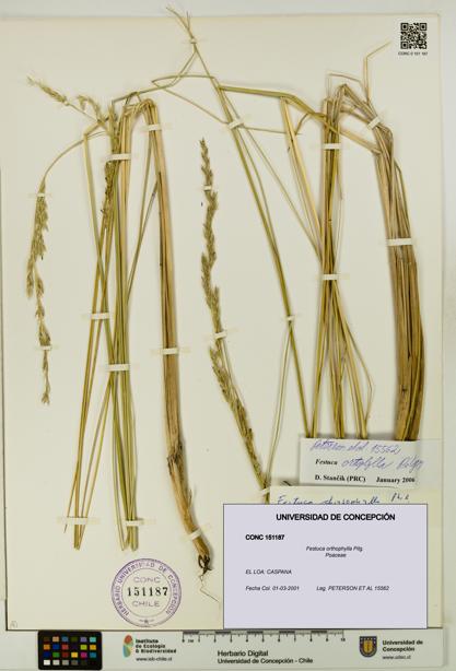 Festuca orthophylla [Espécimen: UDEC:CONC:0151187]