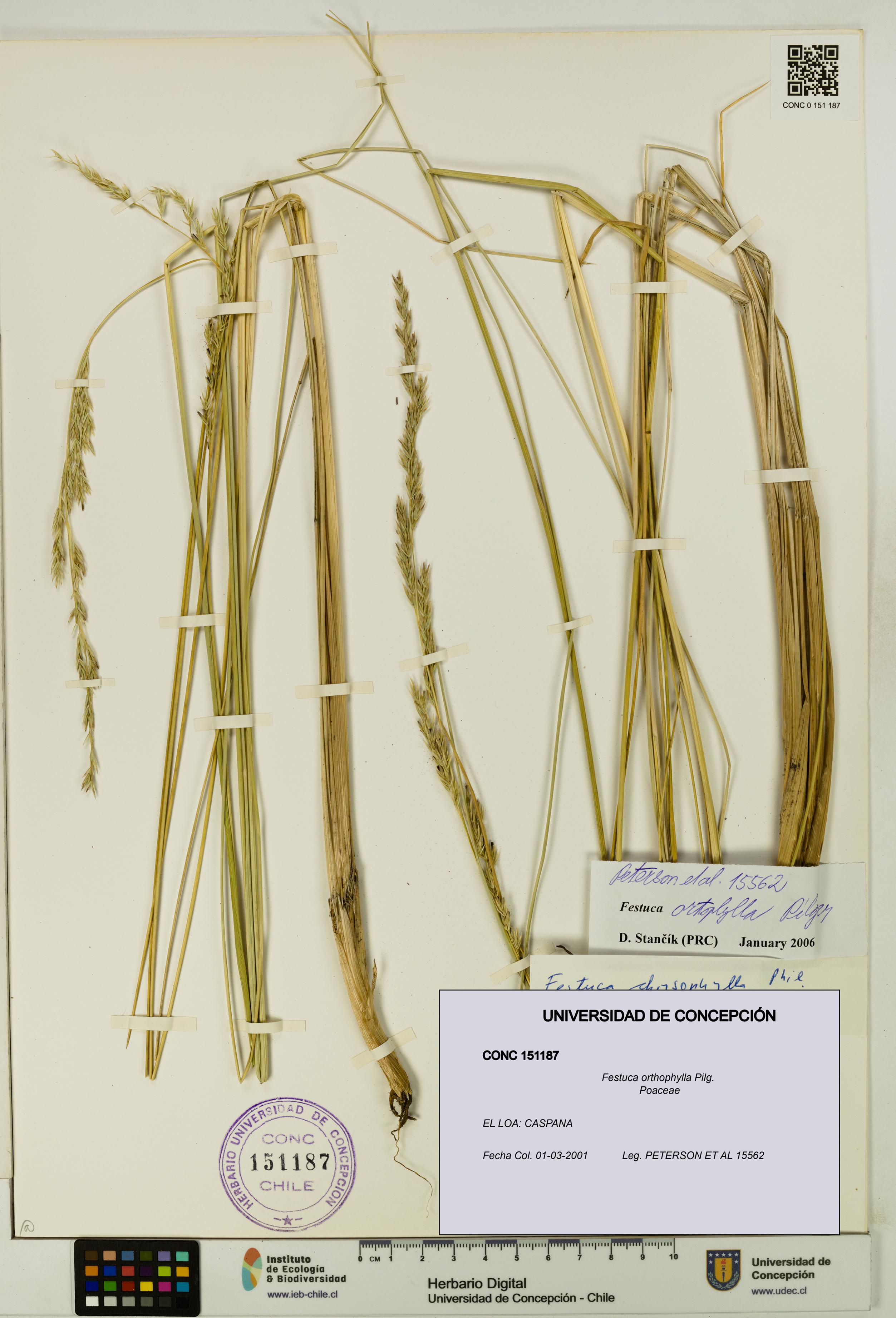 Festuca orthophylla [Espécimen: UDEC:CONC:0151187]