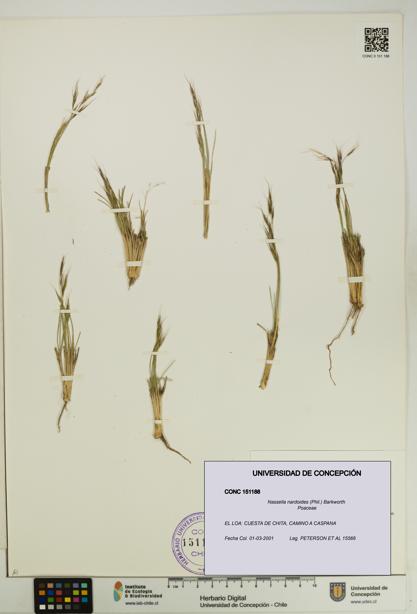 Nassella nardoides [Espécimen: UDEC:CONC:0151188]