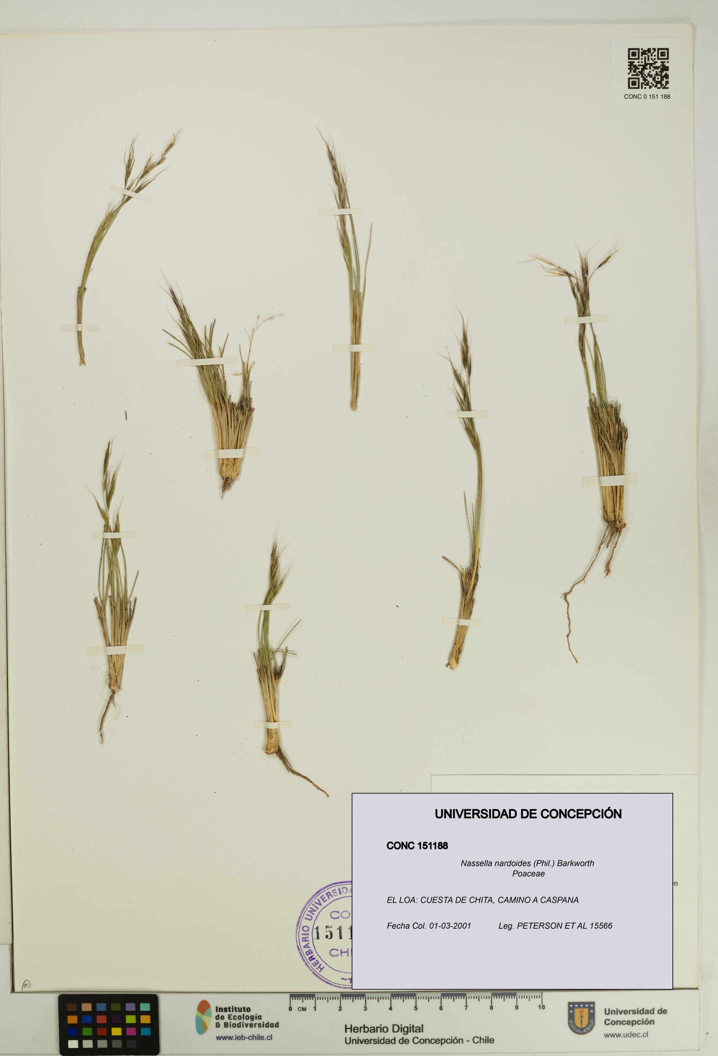 Nassella nardoides [Espécimen: UDEC:CONC:0151188]