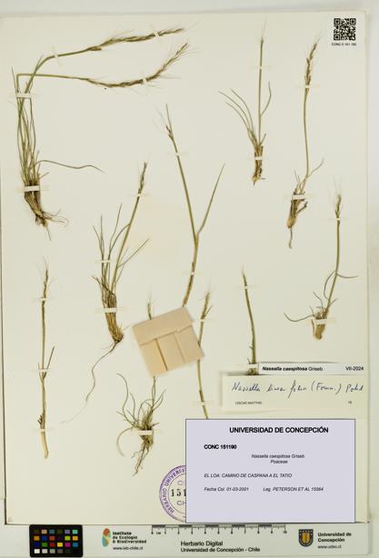 Nassella caespitosa [Espécimen: UDEC:CONC:0151190]