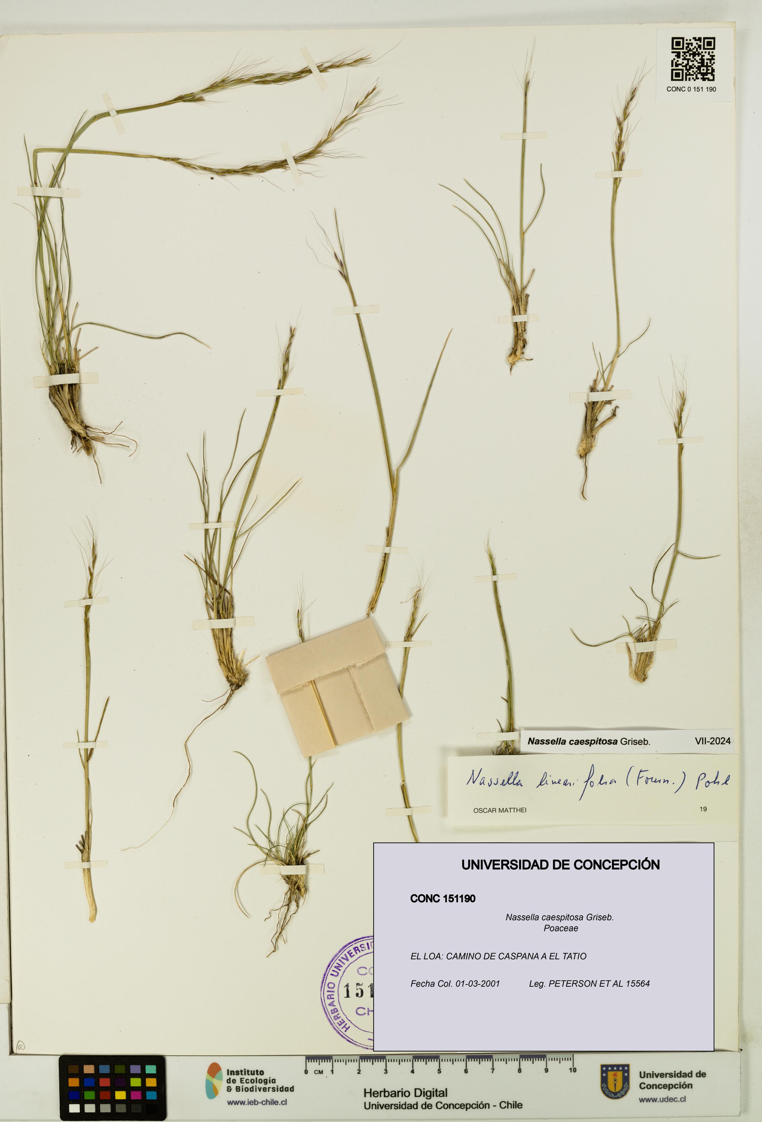 Nassella caespitosa [Espécimen: UDEC:CONC:0151190]