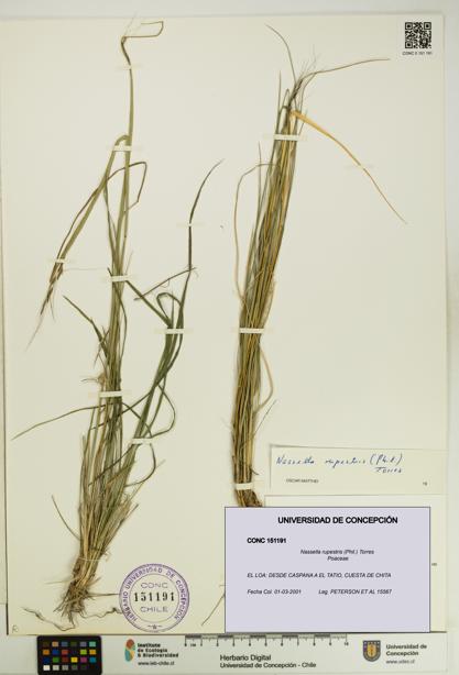 Nassella rupestris [Espécimen: UDEC:CONC:0151191]