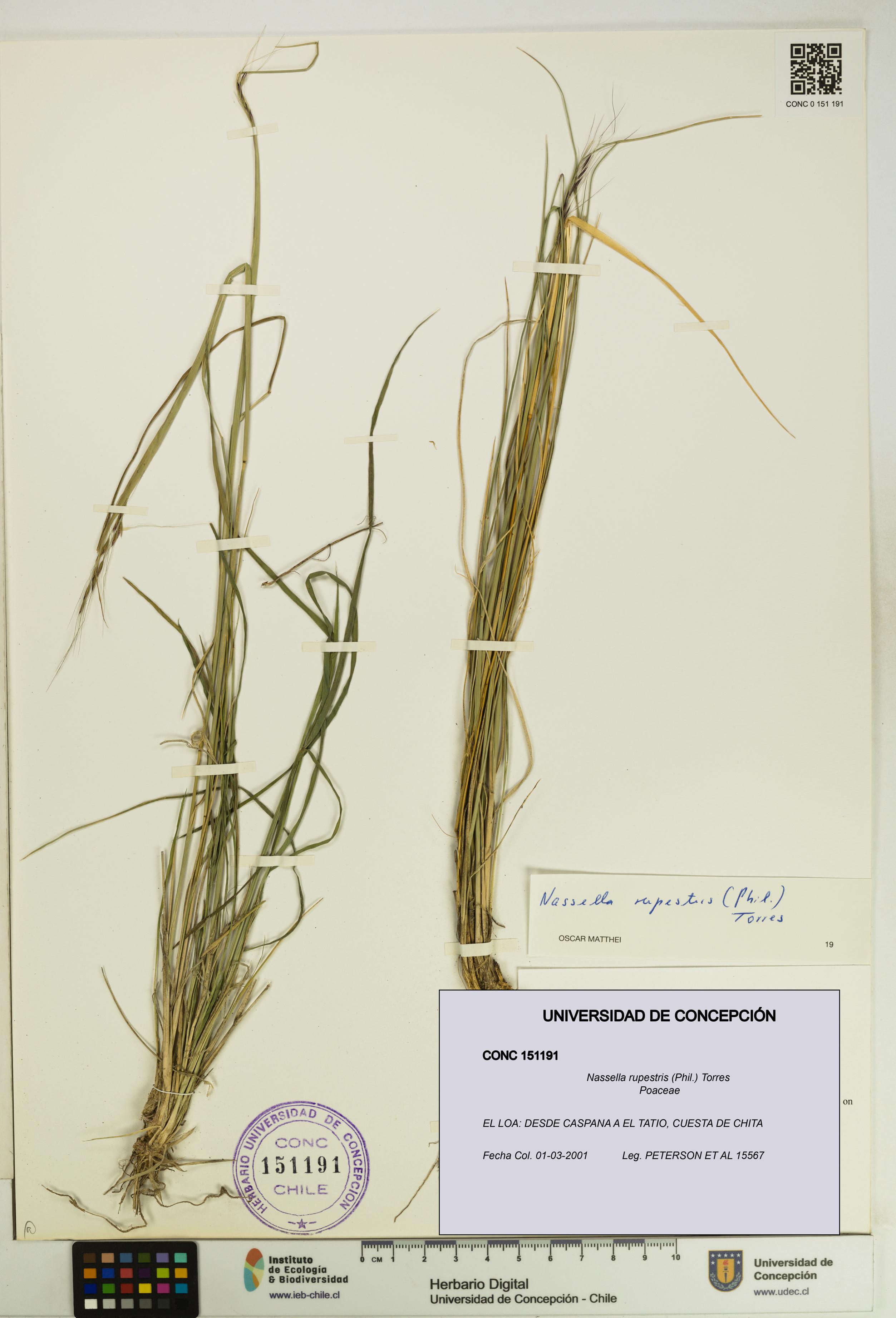 Nassella rupestris [Espécimen: UDEC:CONC:0151191]