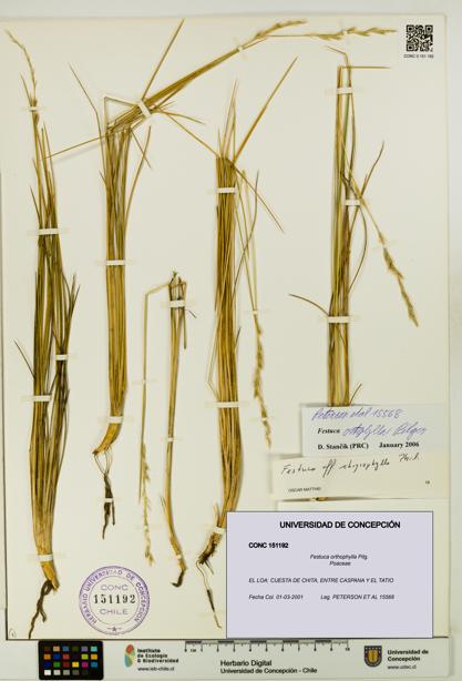Festuca orthophylla [Espécimen: UDEC:CONC:0151192]
