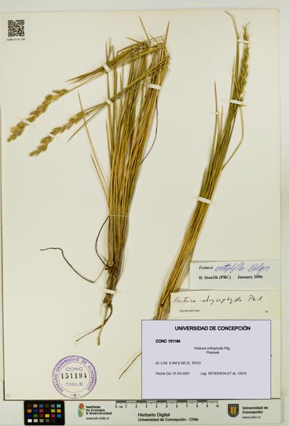Festuca orthophylla [Espécimen: UDEC:CONC:0151194]