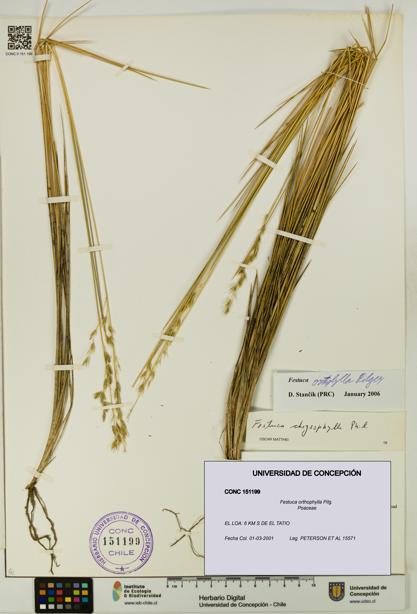 Festuca orthophylla [Espécimen: UDEC:CONC:0151199]