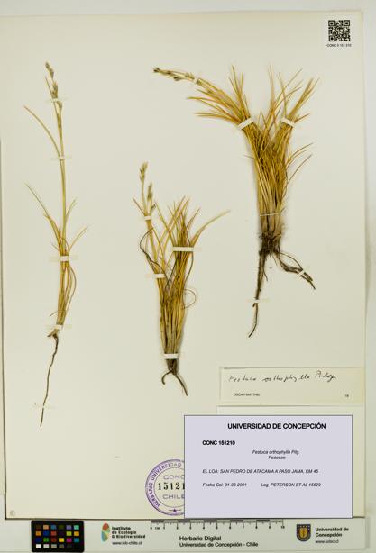 Festuca orthophylla [Espécimen: UDEC:CONC:0151210]