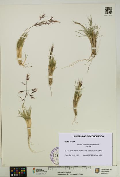 Nassella nardoides [Espécimen: UDEC:CONC:0151214]