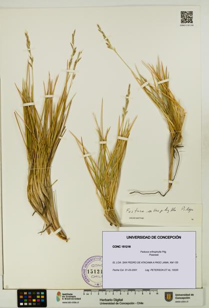 Festuca orthophylla [Espécimen: UDEC:CONC:0151216]