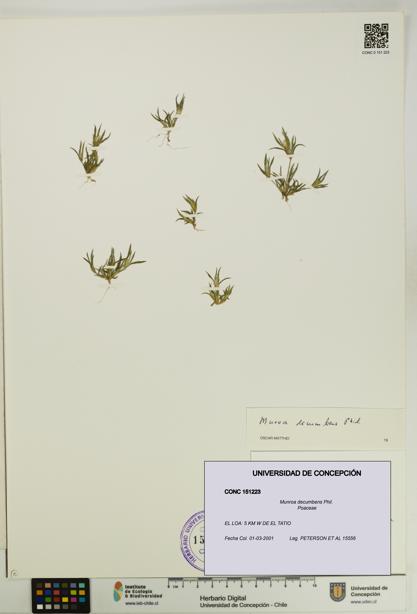 Munroa decumbens [Espécimen: UDEC:CONC:0151223]