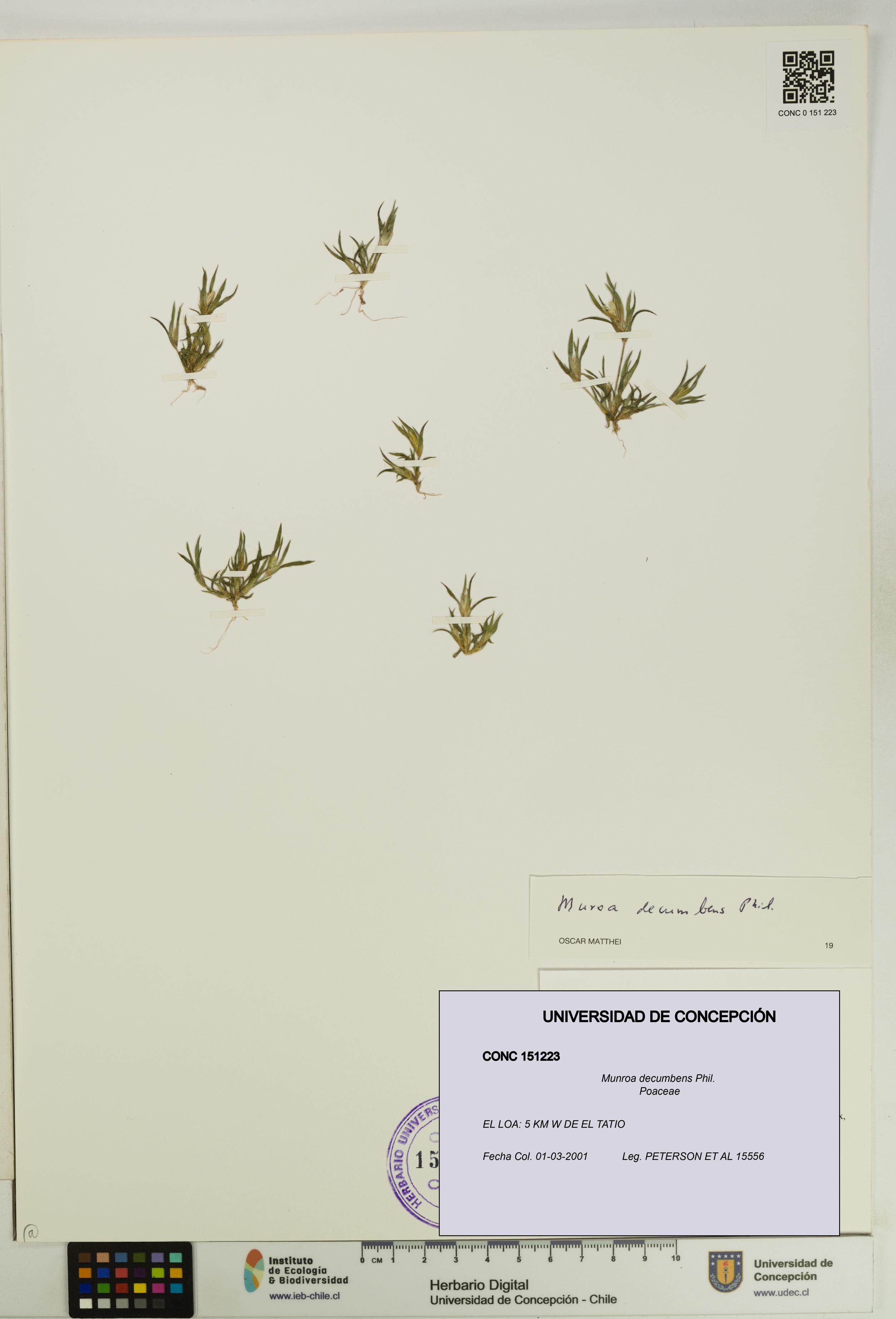 Munroa decumbens [Espécimen: UDEC:CONC:0151223]