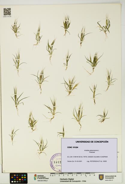 Aristida adscensionis [Espécimen: UDEC:CONC:0151224]