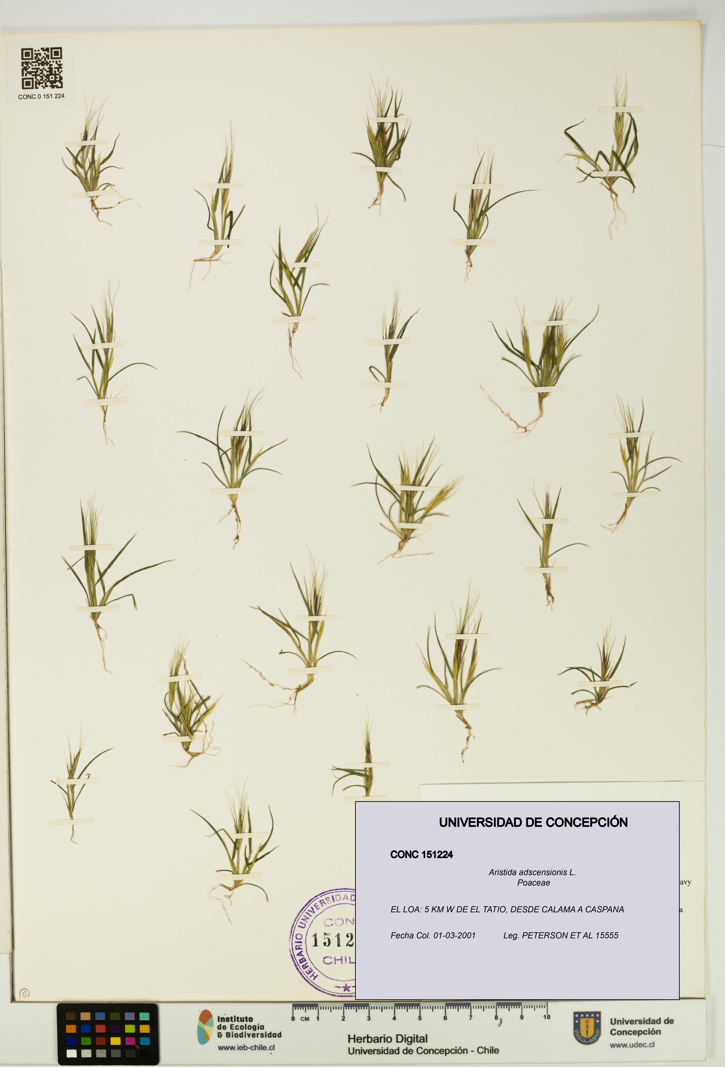 Aristida adscensionis [Espécimen: UDEC:CONC:0151224]