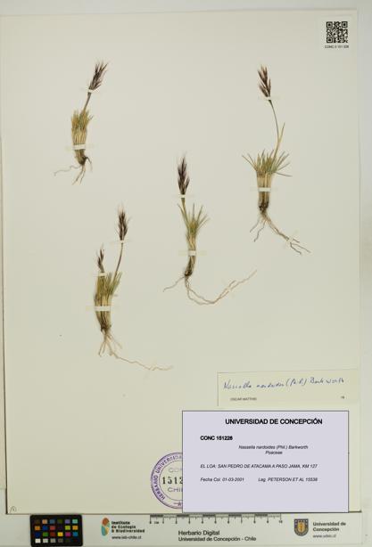 Nassella nardoides [Espécimen: UDEC:CONC:0151228]