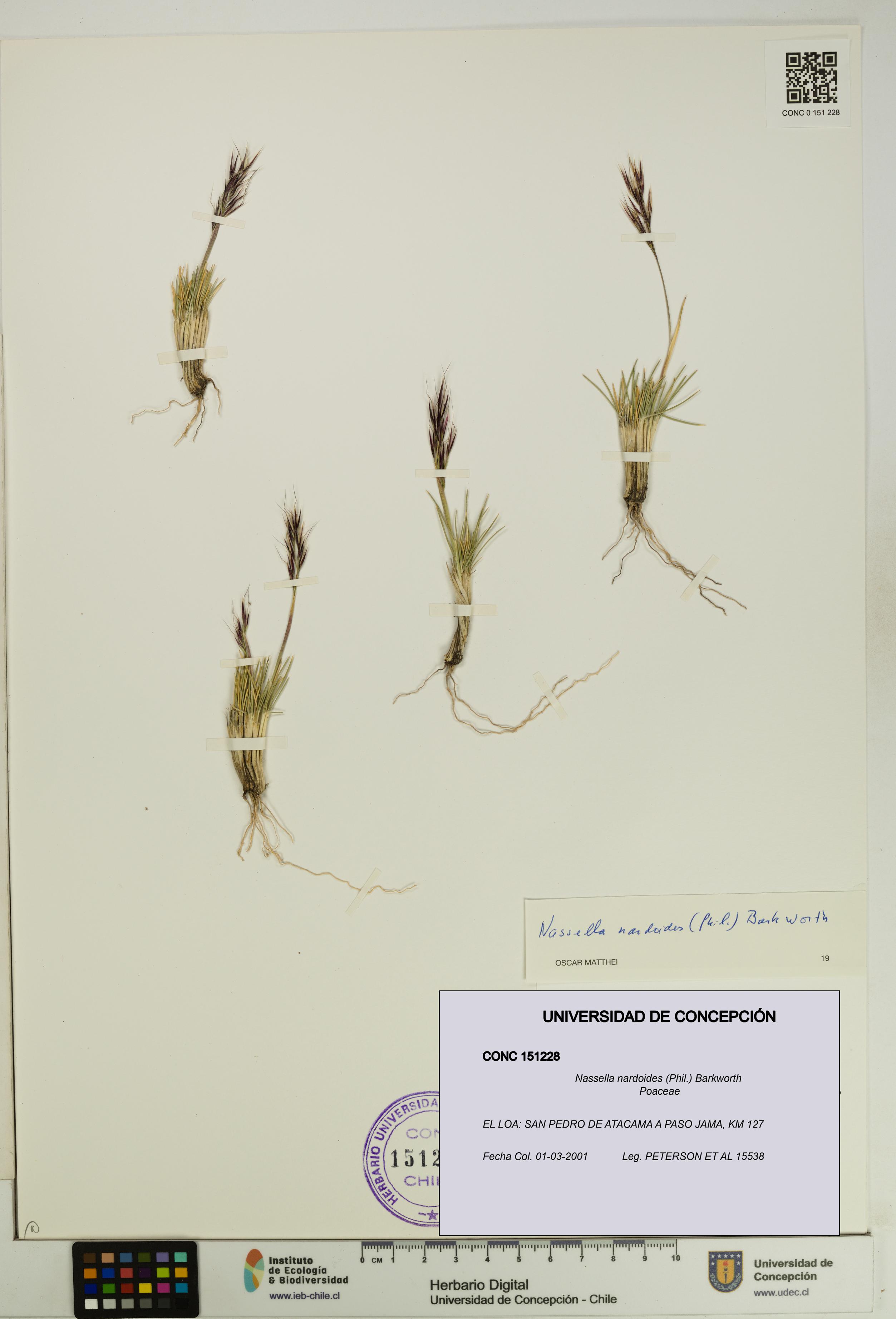 Nassella nardoides [Espécimen: UDEC:CONC:0151228]