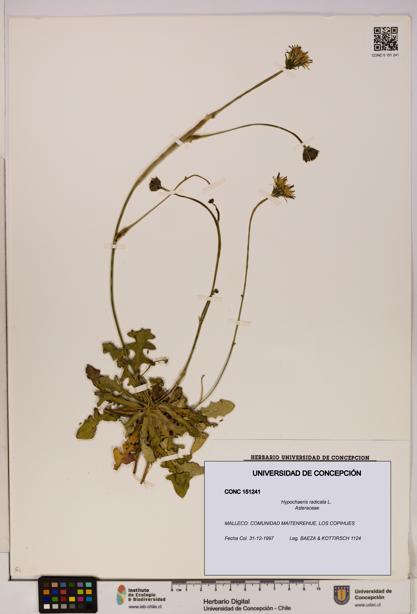 Hypochaeris radicata [Espécimen: UDEC:CONC:0151241]