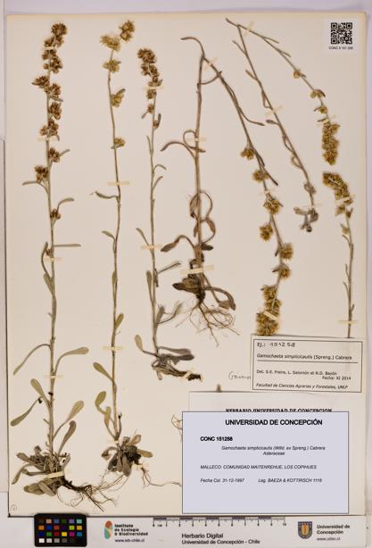 Gamochaeta simplicicaulis [Espécimen: UDEC:CONC:0151258]
