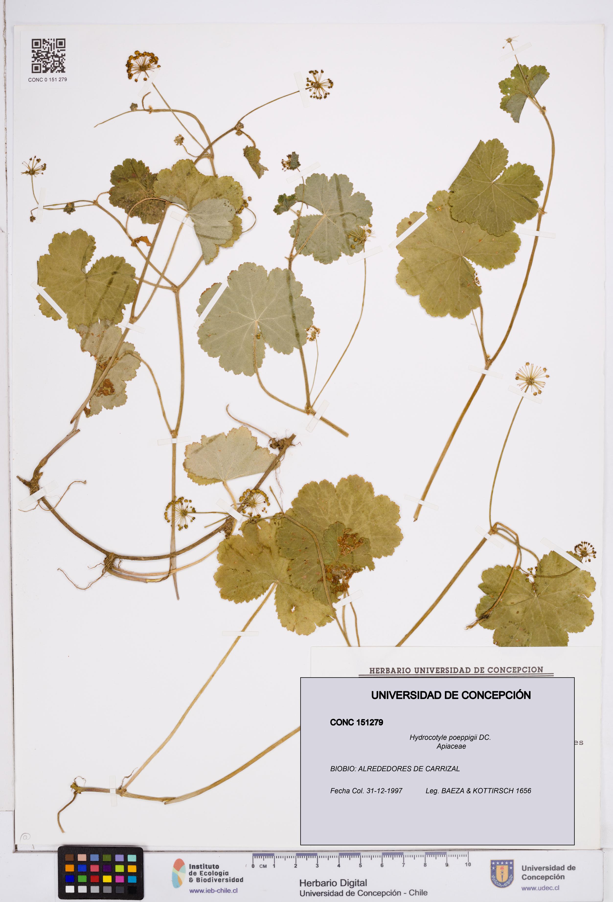 Hydrocotyle poeppigii [Espécimen: ]