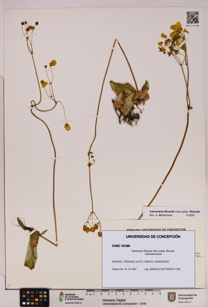 Calceolaria filicaulis subsp. filicaulis [Espécimen: UDEC:CONC:0151290]