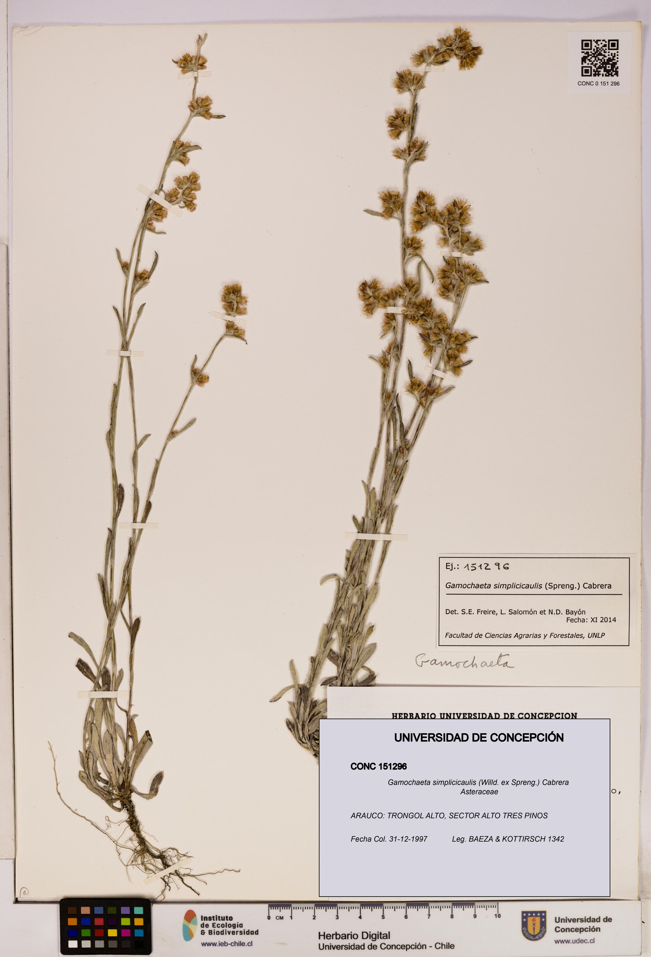 Gamochaeta simplicicaulis [Espécimen: UDEC:CONC:0151296]