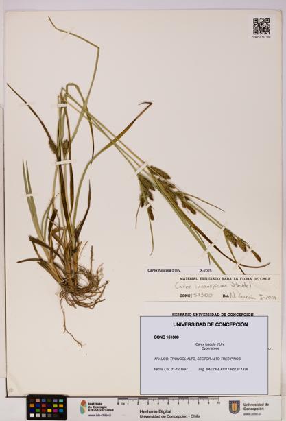 Carex fuscula [Espécimen: UDEC:CONC:0151300]