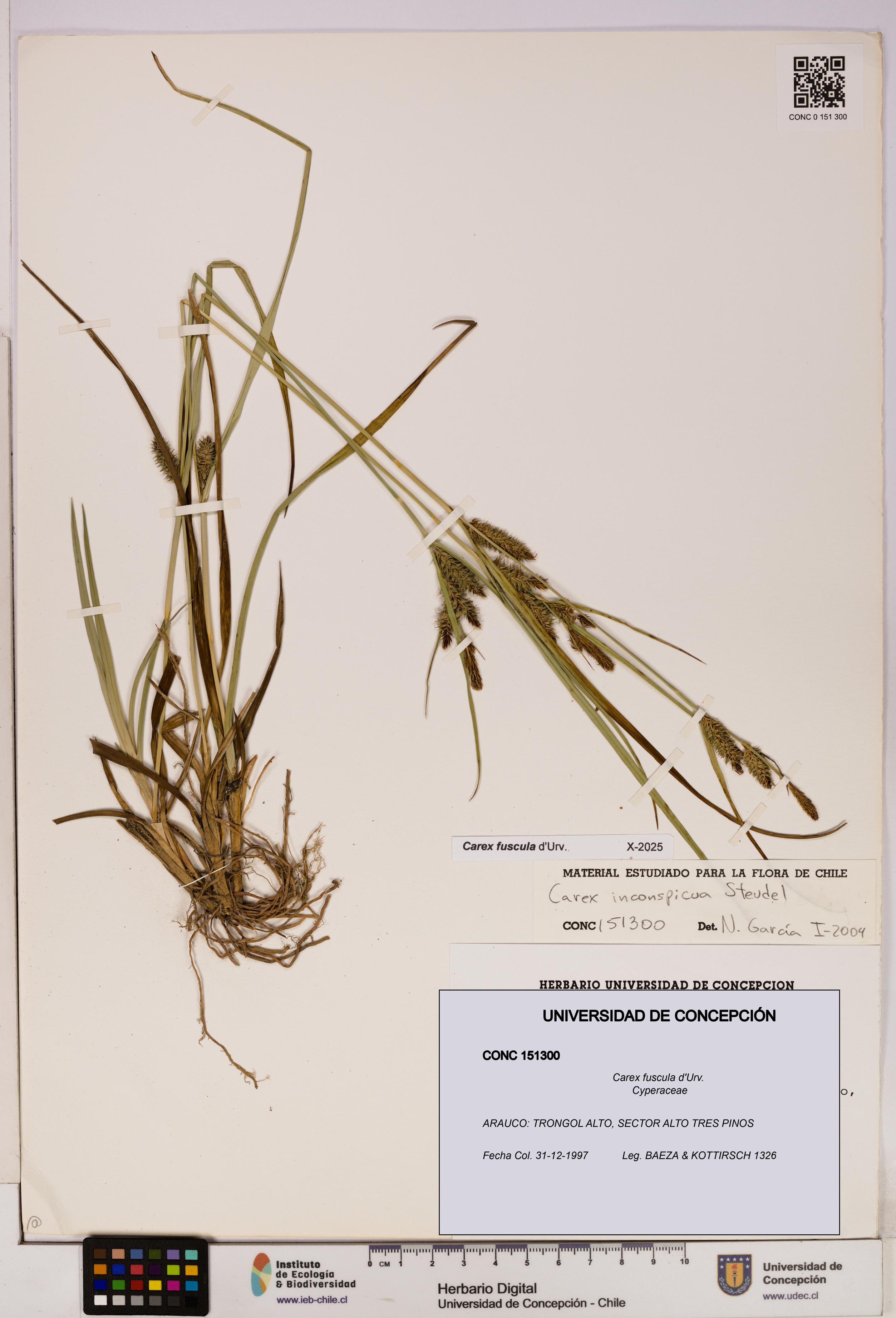 Carex fuscula [Espécimen: UDEC:CONC:0151300]