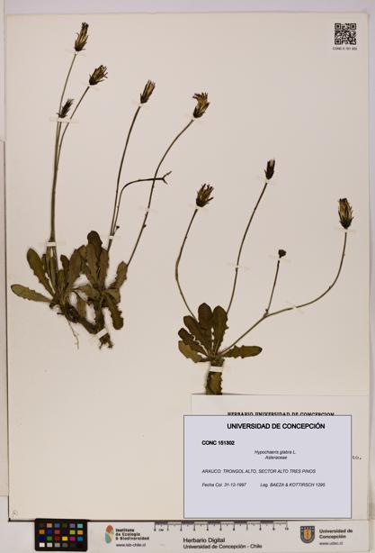 Hypochaeris glabra [Espécimen: UDEC:CONC:0151302]