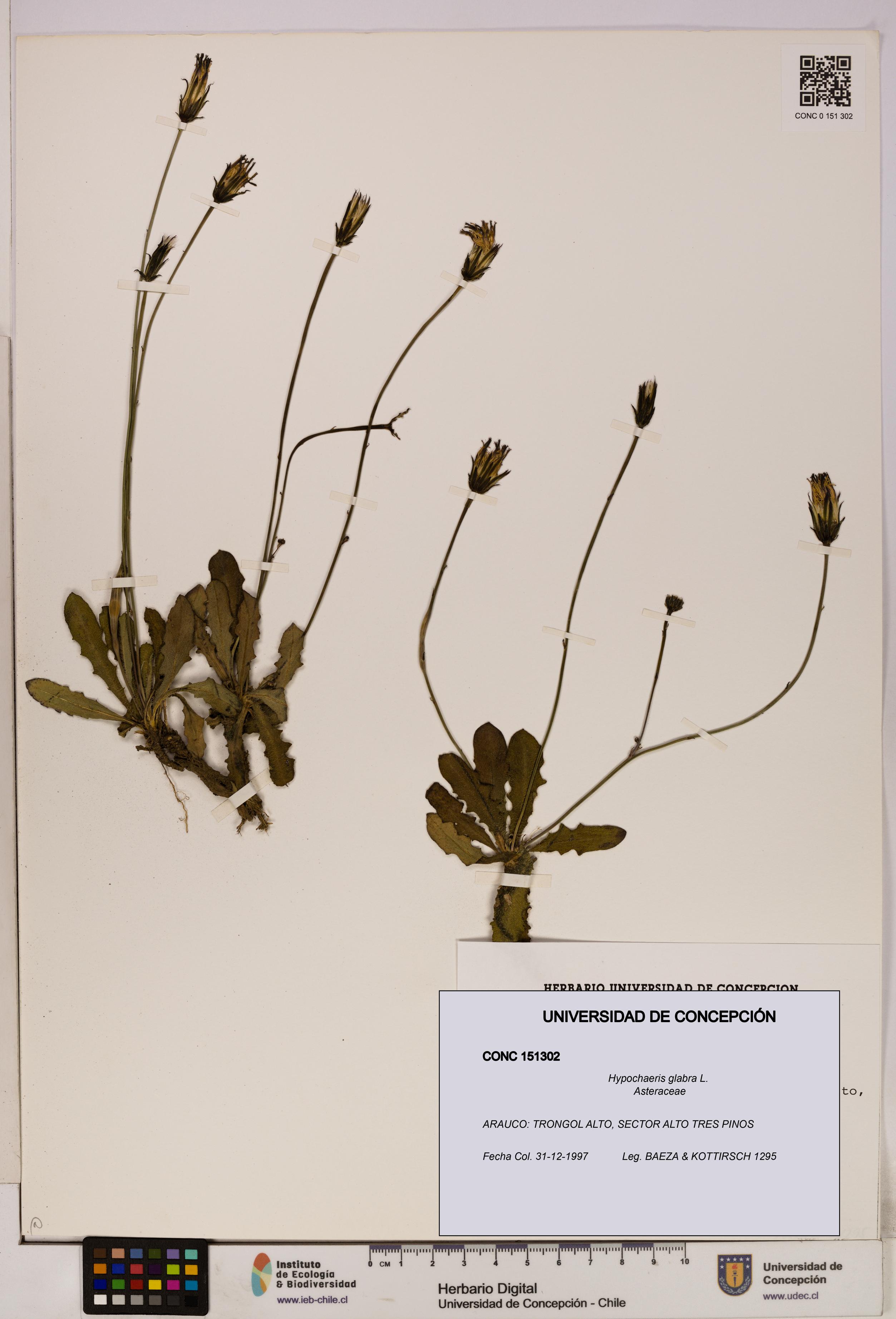 Hypochaeris glabra [Espécimen: UDEC:CONC:0151302]