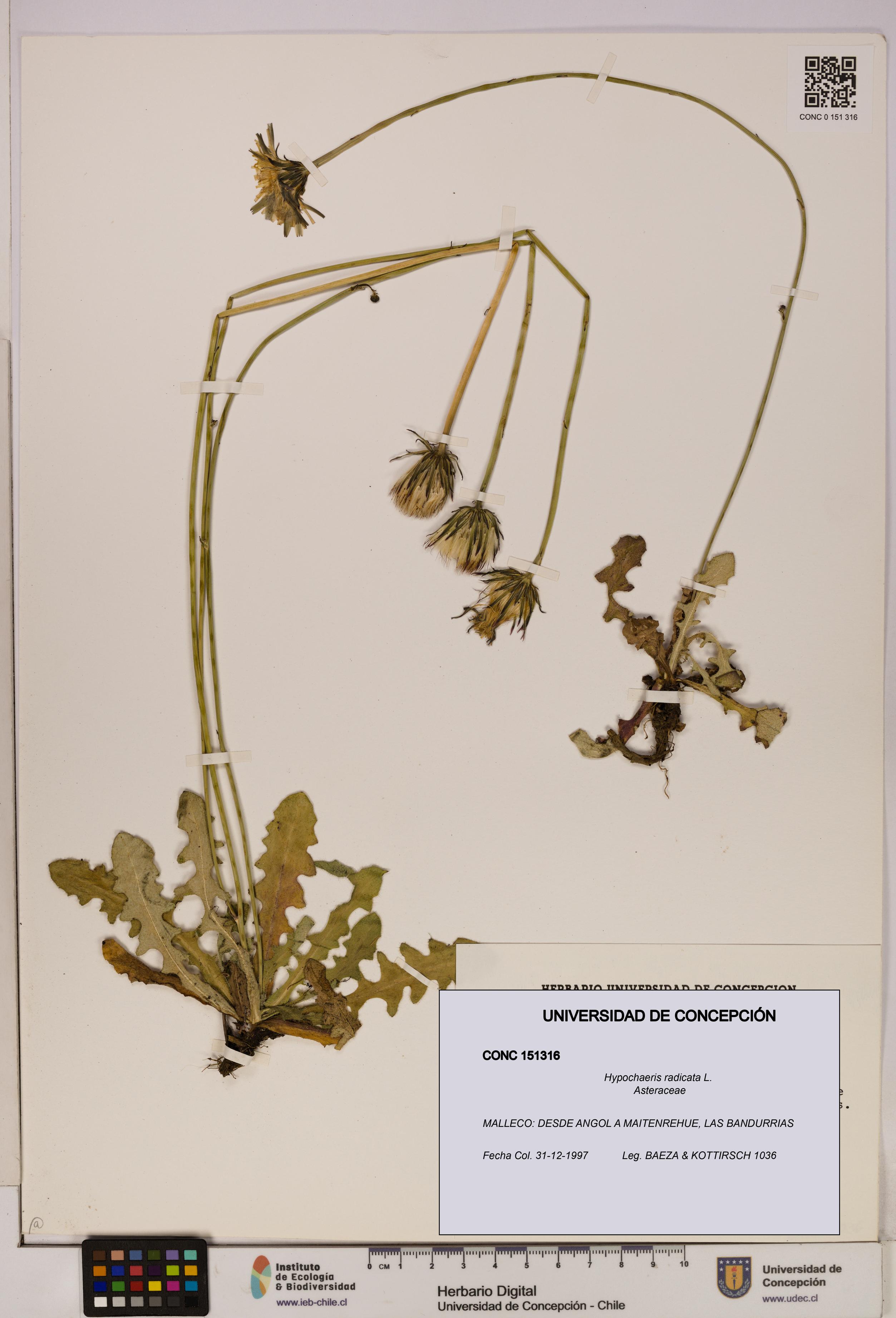 Hypochaeris radicata [Espécimen: UDEC:CONC:0151316]