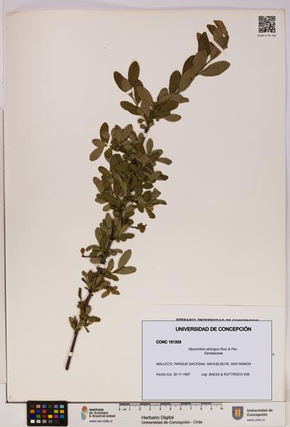 Myoschilos oblongus [Espécimen: UDEC:CONC:0151333]