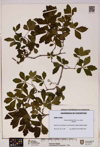 Cissus striata var. striata [Espécimen: UDEC:CONC:0151334]