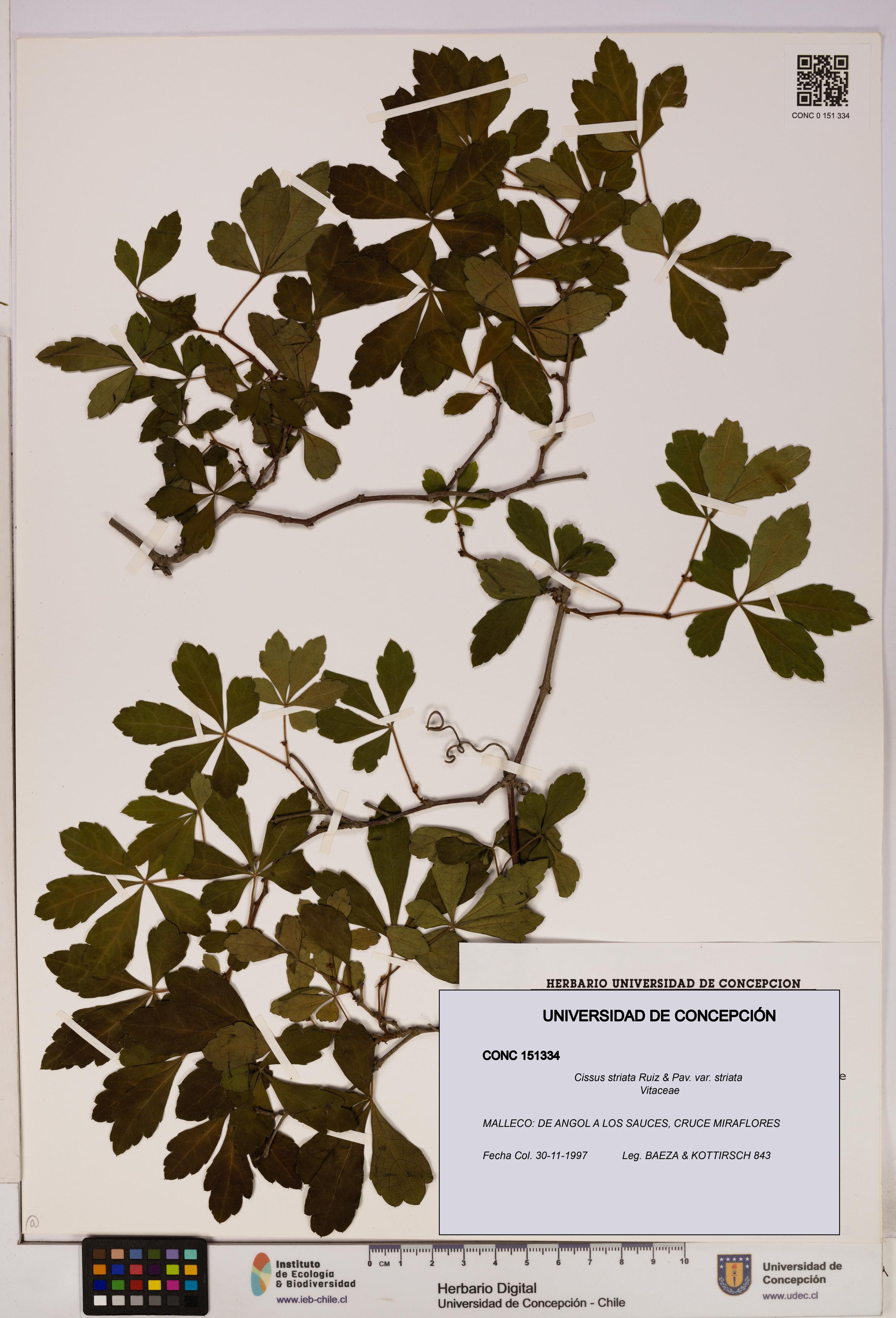 Cissus striata var. striata [Espécimen: UDEC:CONC:0151334]