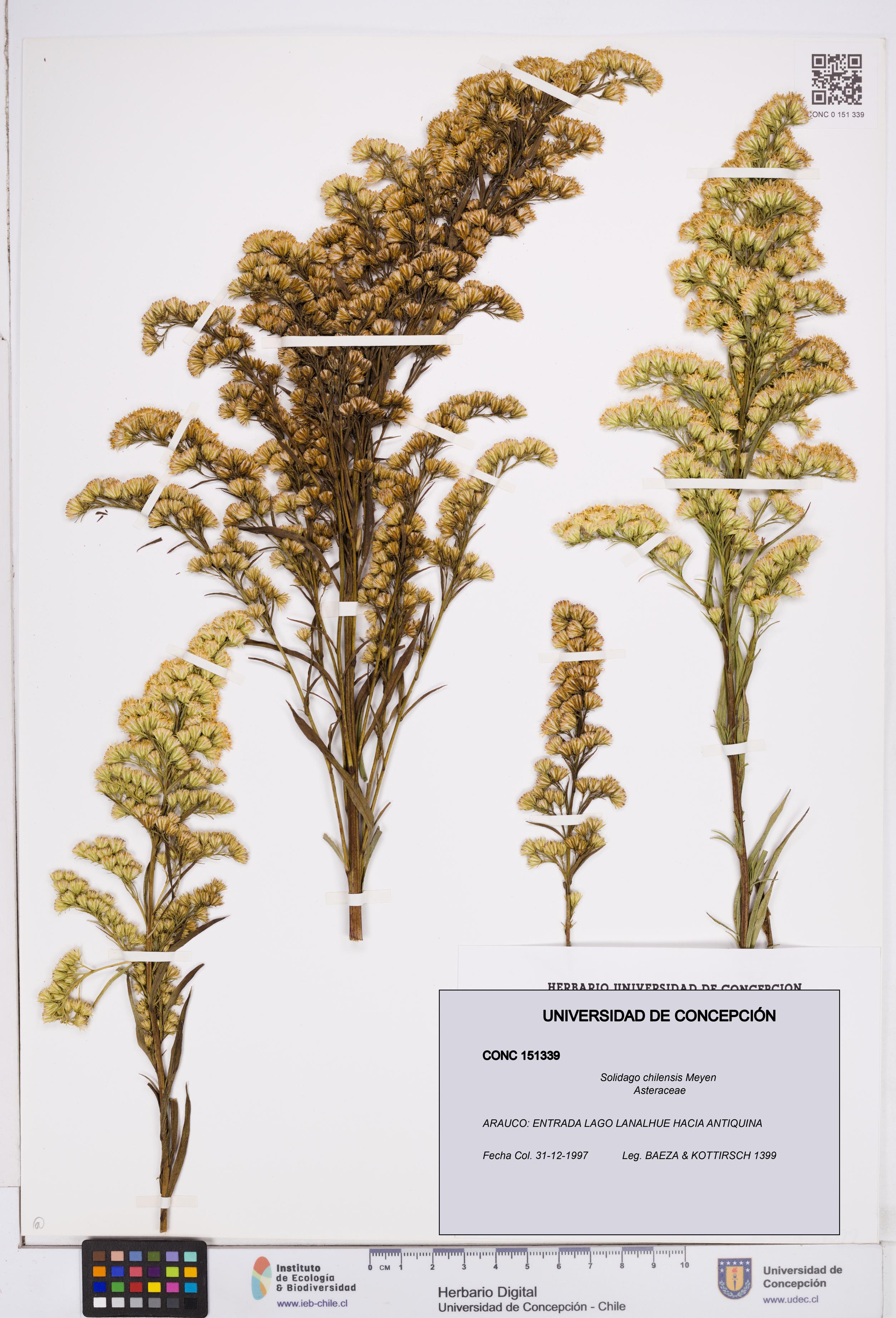 Solidago chilensis [Espécimen: ]