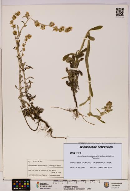 Gamochaeta simplicicaulis [Espécimen: UDEC:CONC:0151343]