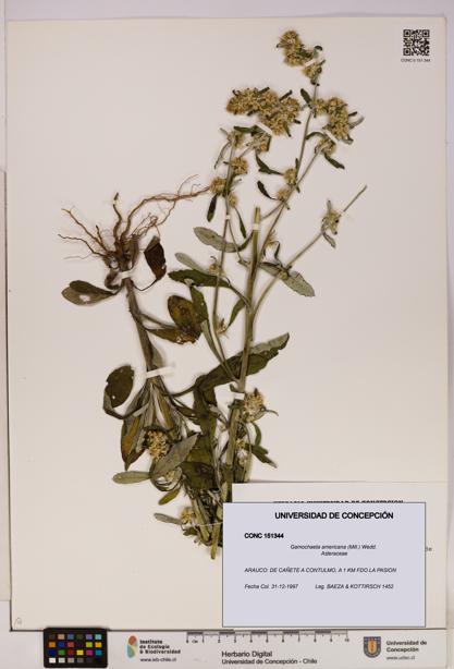 Gamochaeta americana [Espécimen: UDEC:CONC:0151344]