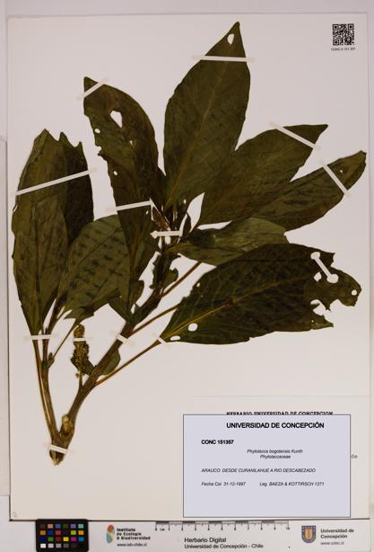 Phytolacca bogotensis [Espécimen: UDEC:CONC:0151357]