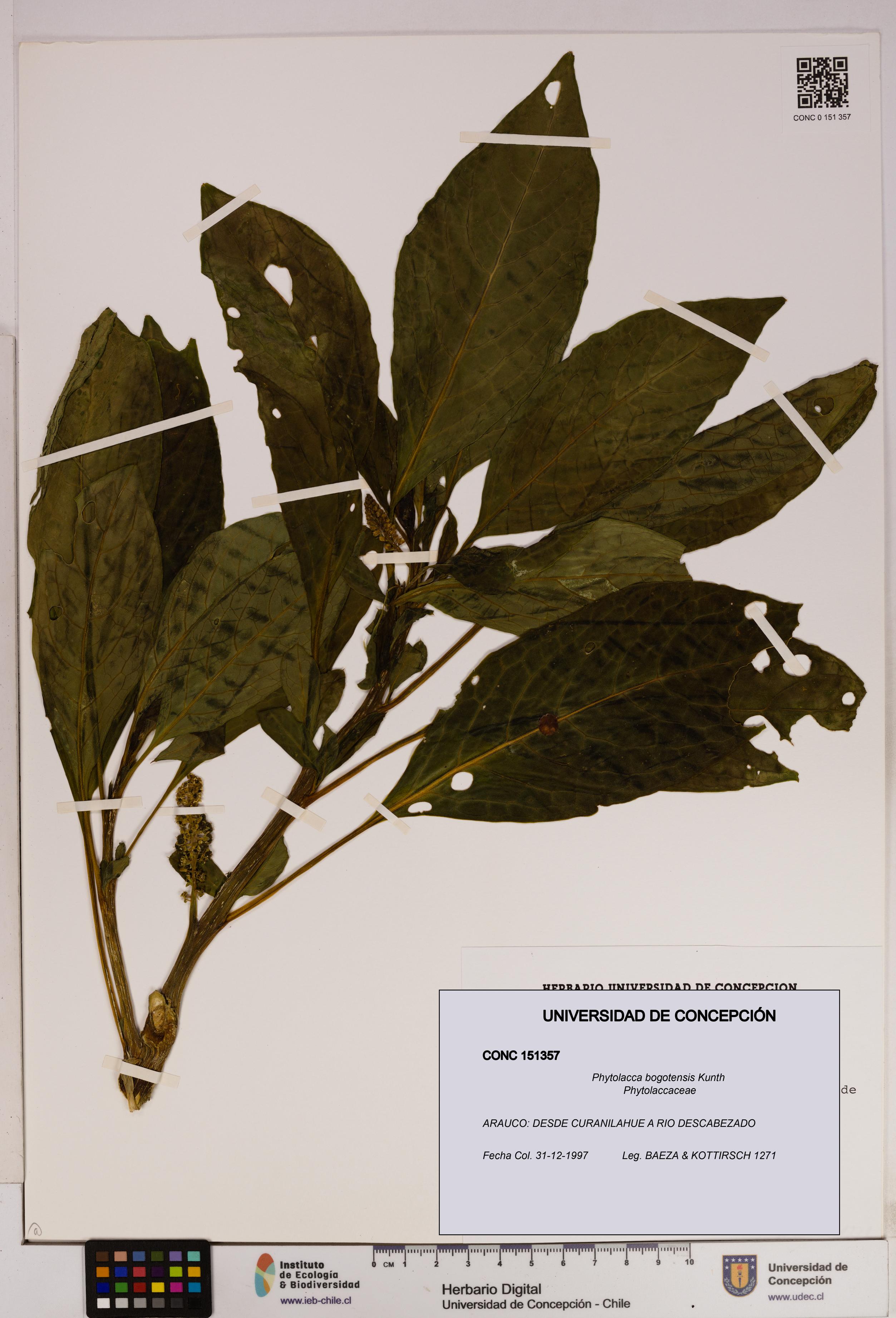 Phytolacca bogotensis [Espécimen: UDEC:CONC:0151357]