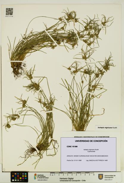 Isolepis nigricans [Espécimen: UDEC:CONC:0151380]