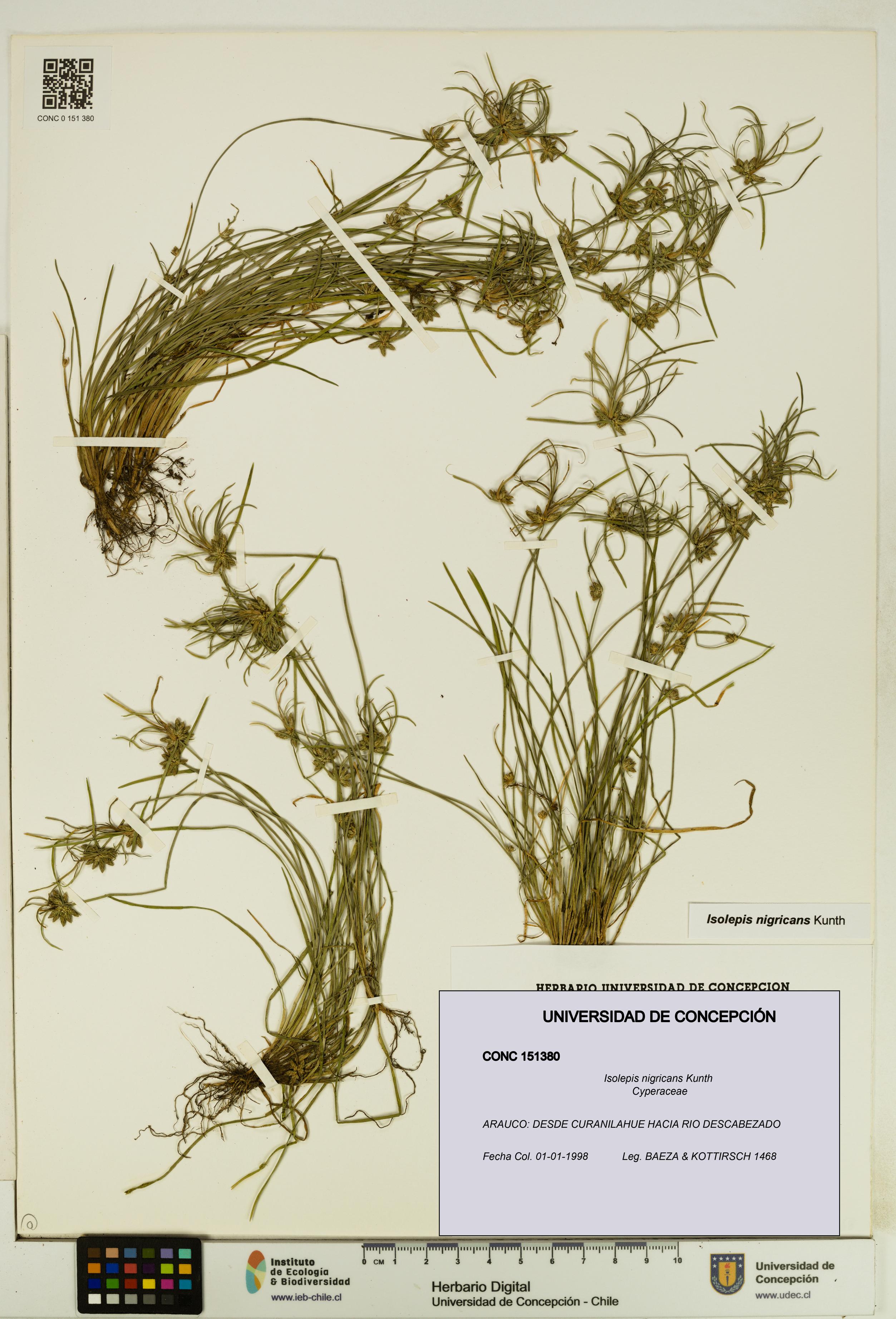 Isolepis nigricans [Espécimen: UDEC:CONC:0151380]