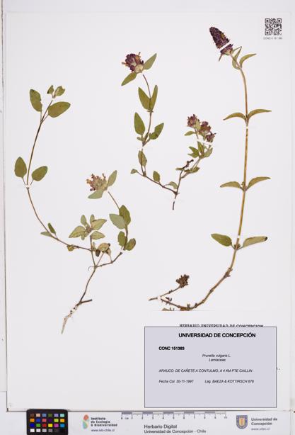Prunella vulgaris [Espécimen: ]