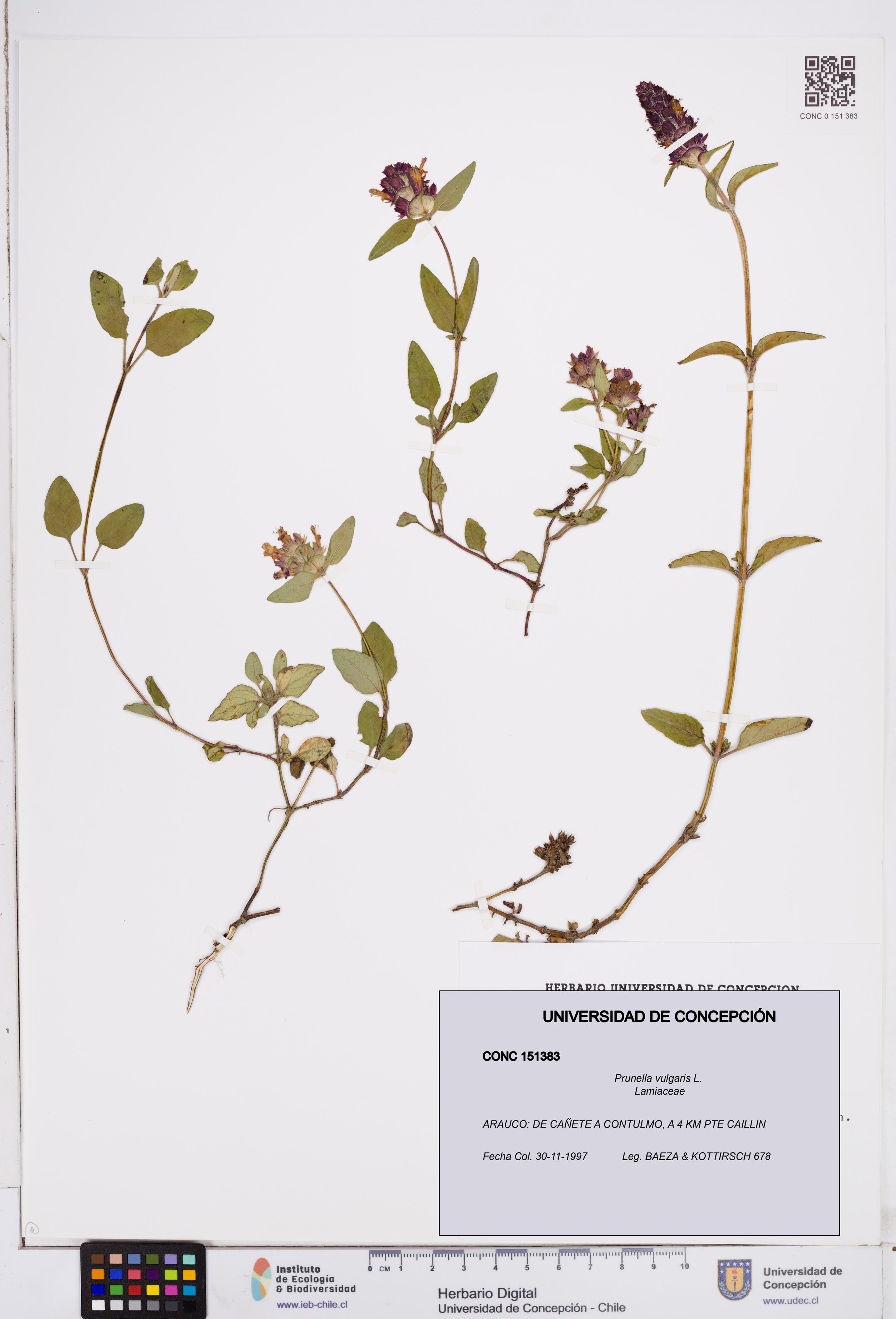Prunella vulgaris [Espécimen: ]