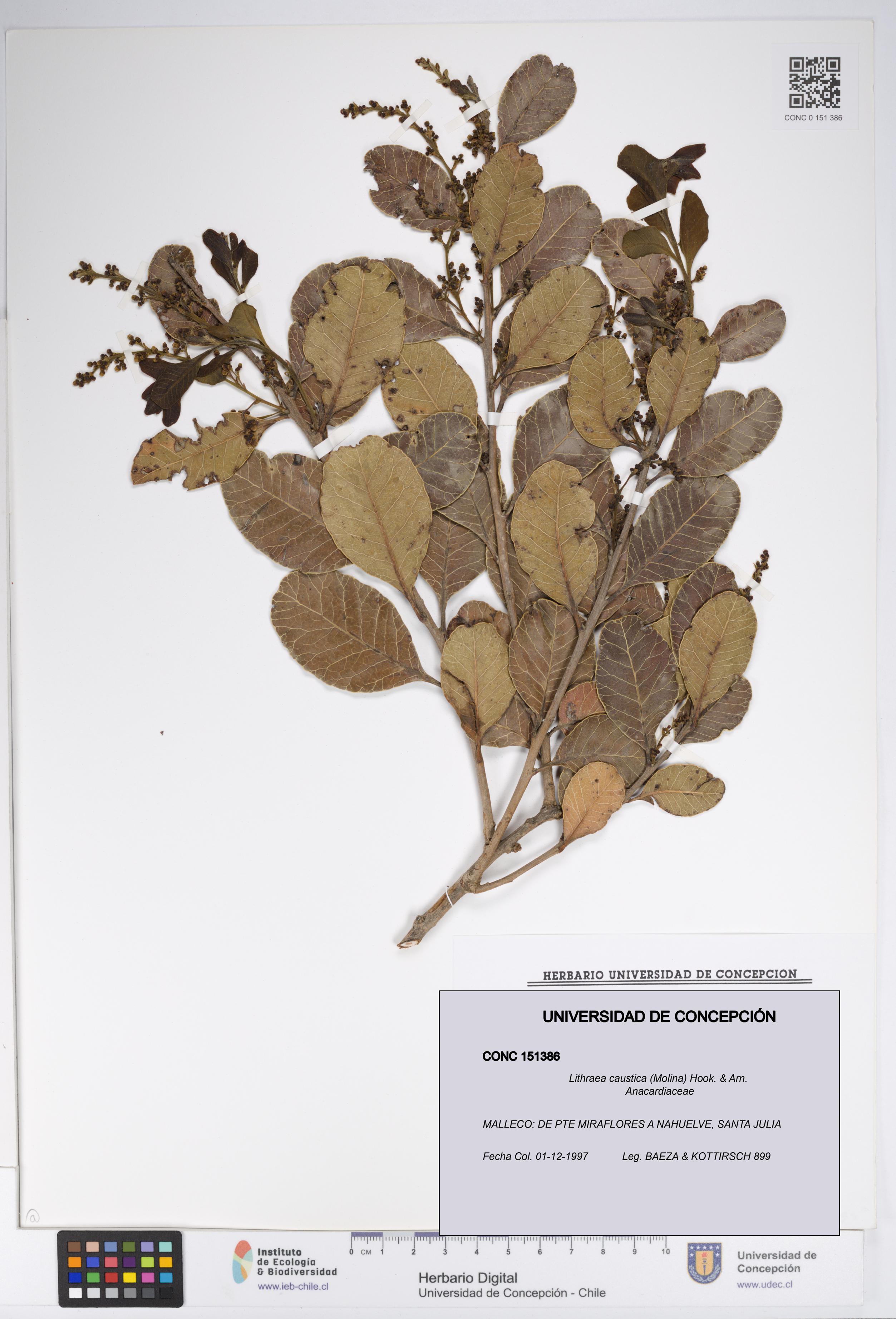 Lithraea caustica [Espécimen: UDEC:CONC:0151386]